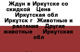 Ждун в Иркутске со скидкой › Цена ­ 1 990 - Иркутская обл., Иркутск г. Животные и растения » Другие животные   . Иркутская обл.